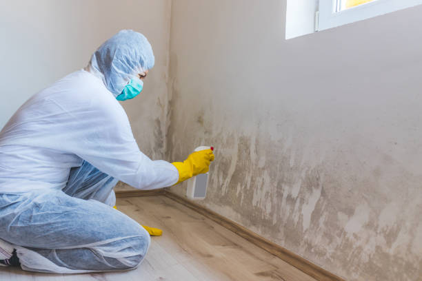 Licensed Black Mold Removal service in Lock Haven, PA - WQB Mold Removal