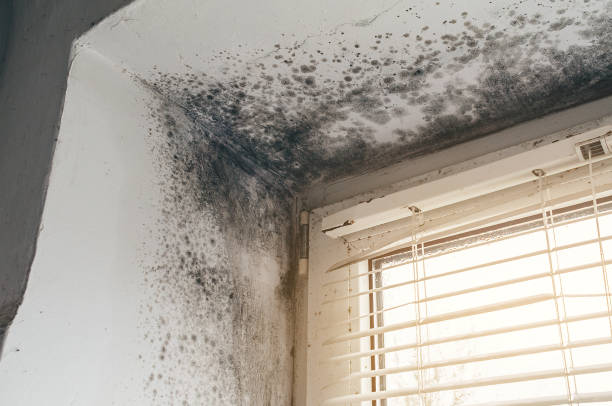 Affordable Black Mold Removal solutions in Lock Haven, PA